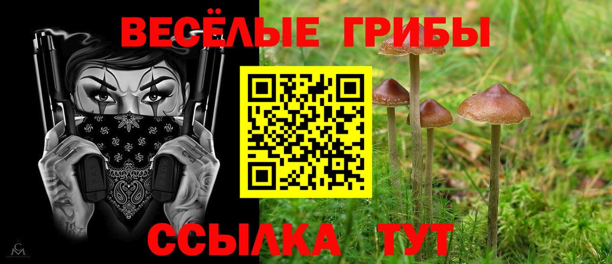 Псилоцибиновые грибы Psilocybe  Вход с VPN  Благодарный 